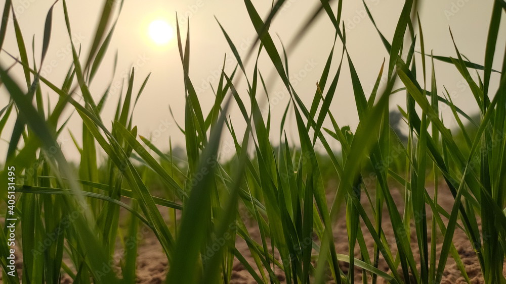 Obraz premium Wheat crop leaves with blurred sunset view in background