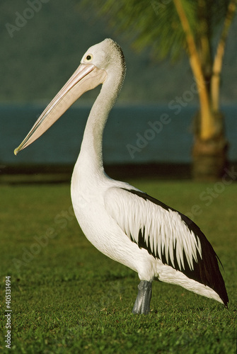 Australian Pelican, Brilpelikaan, Pelecanus conspicillatus