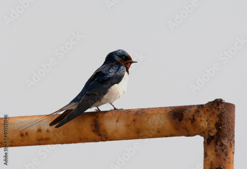 Boerenzwaluw; Barn Swallow; Hirundo rustica photo