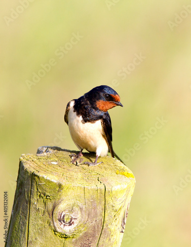 Boerenzwaluw, Barn Swallow, Hirundo rustica photo