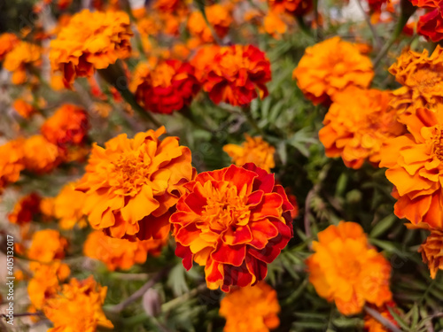 Beautiful blossoming marigold flowers, close up view © Thana