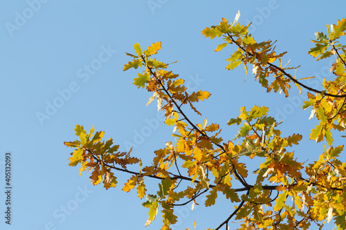 Yellow oak leaves against the blue sky, autumn.