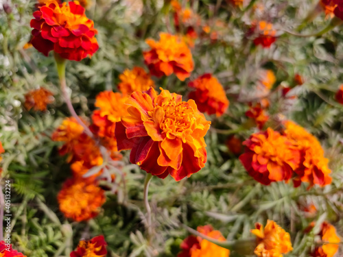 Beautiful blossoming marigold flowers, close up view