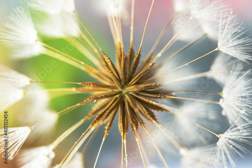 Dandelion macro background in pastel shades. Summer natural symmetrical background for the entire frame. Drops of dew on a fluffy dandelion umbrellas. The concept of peace and tranquility. Copy space