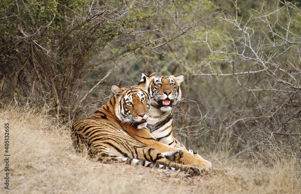 bengaalse-tijger-bengal-tiger-panthera-tigris-stock-photo-adobe-stock