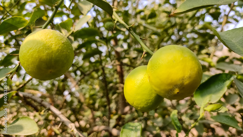 Unripe lemon on the lemon tree Unripe lemon on the lemon tree