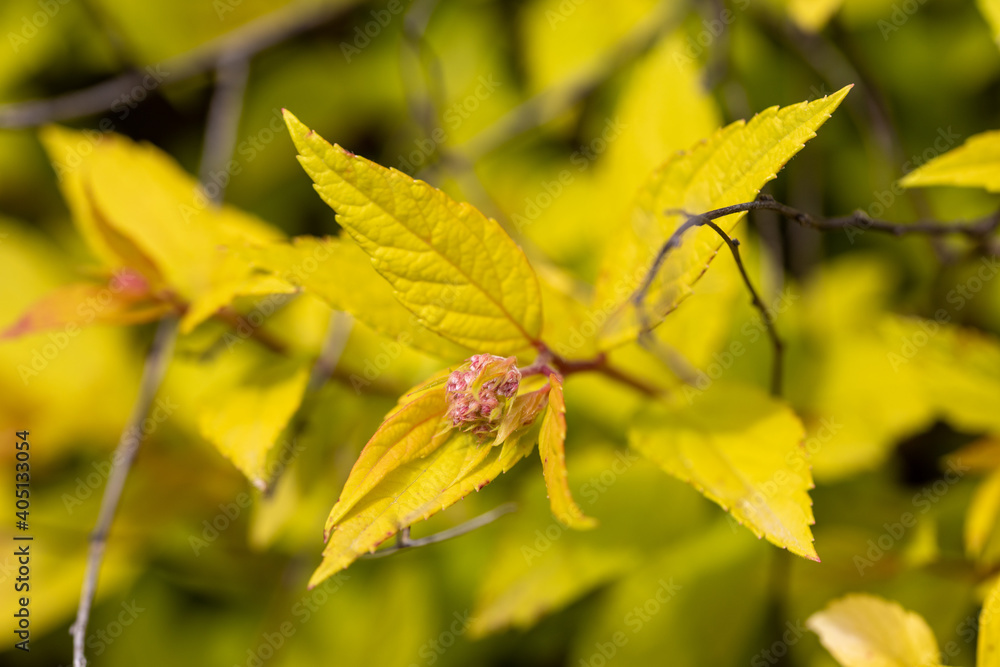 A bush with yellow leaves on a natural background. Detailed macro view. A bush with yellow leaves on a natural background. Detailed macro view.
