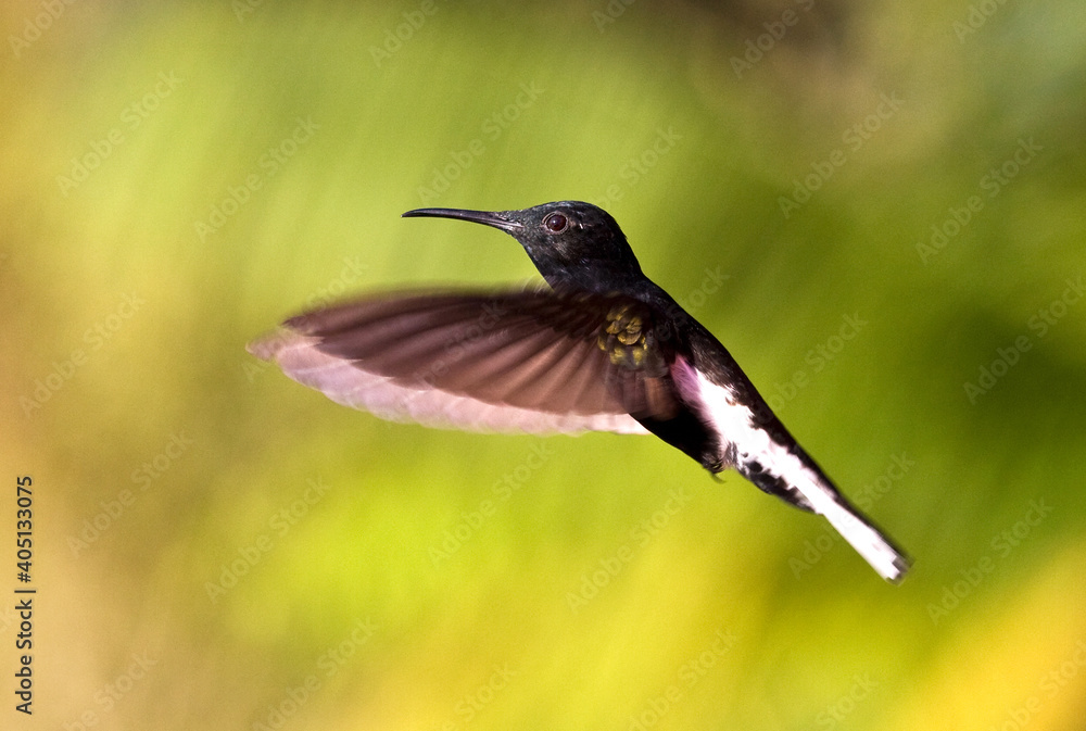 Black Jacobin in flight Black Jacobin in flight