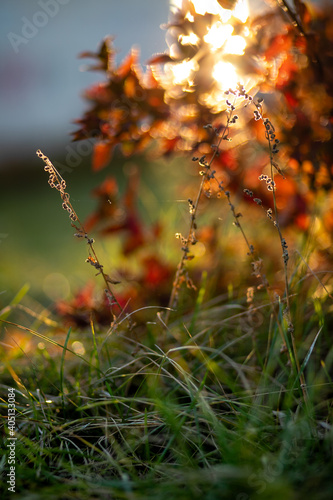 Dried flower in the rays of the setting autumn sun. Vertical. Wallpaper, screensaver, background