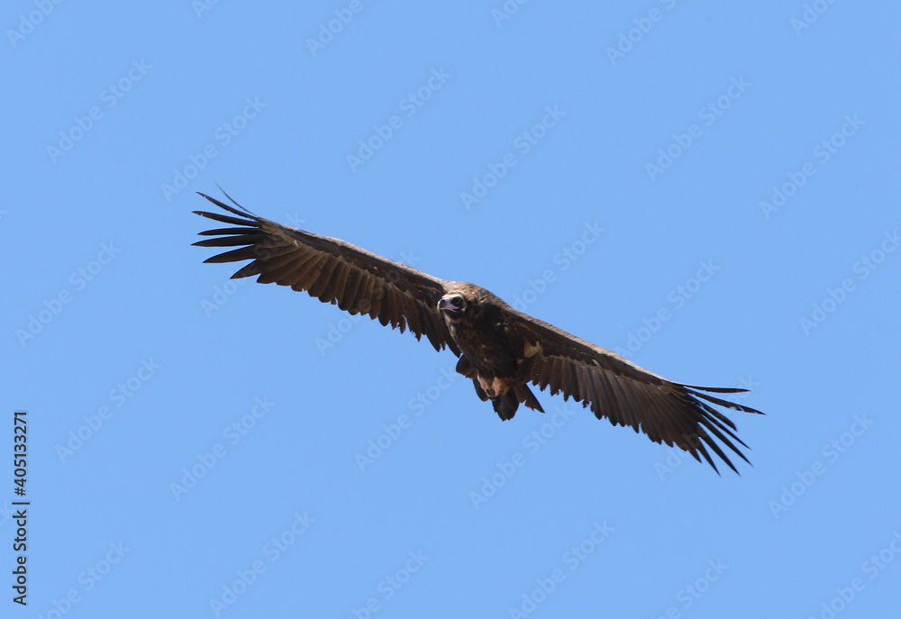 Obraz premium Cinereous Vulture, Monniksgier, Aegypius monachus