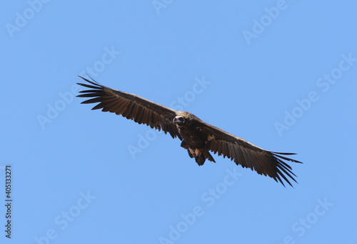 Cinereous Vulture  Monniksgier  Aegypius monachus