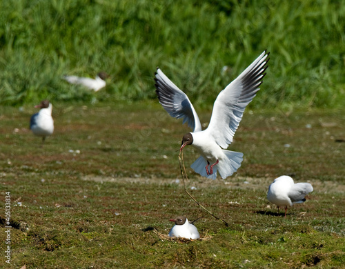 Kokmeeuw, Black-headed Gull, Larus ridibundus photo