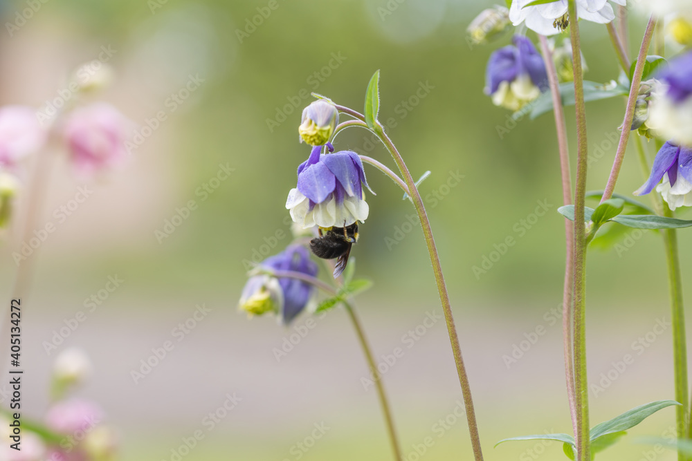 Bumblebee in a bell flower. Detailed macro view.