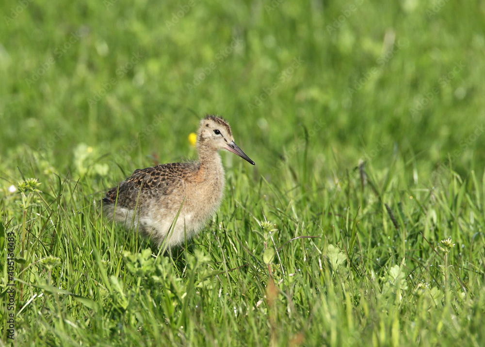 Black-tailed Godwit juvenile perched in the gras Black-tailed Godwit juvenile perched in the gras
