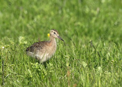 Black-tailed Godwit juvenile perched in the gras