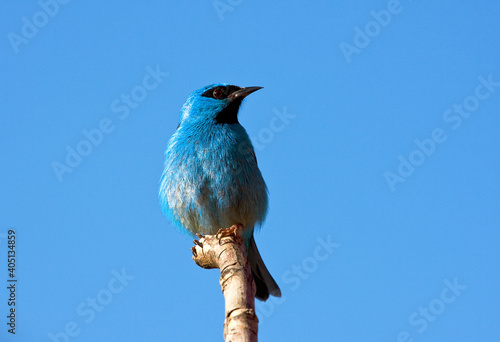 Blauwe Pitpit, Blue Dacnis, Dacnis cayana photo