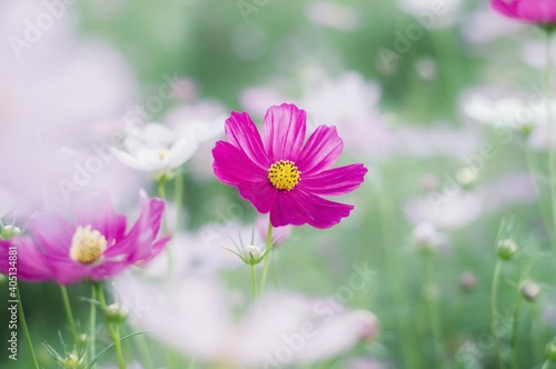 Close-up Of Pink Cosmos Flower © orapan yenchum/EyeEm