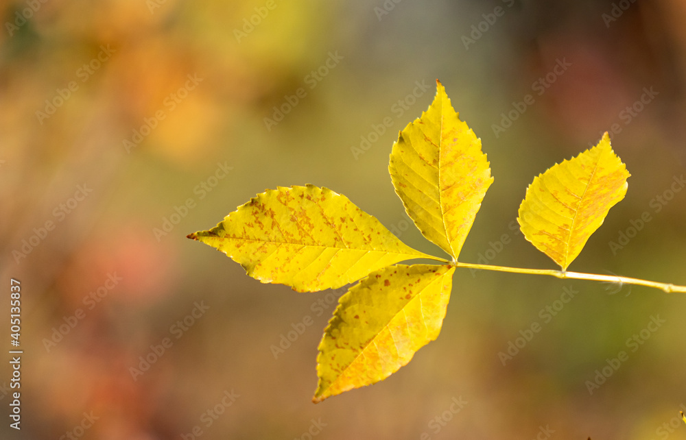 Autumn leaves on the sun. Fall blurred background. Autumn leaves on the sun. Fall blurred background.