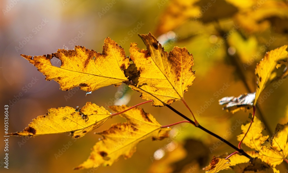 Autumn leaves on the sun. Fall blurred background. Autumn leaves on the sun. Fall blurred background.