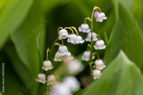 White lily of the valley flower. Detailed macro view.