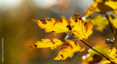 Autumn leaves on the sun. Fall blurred background.