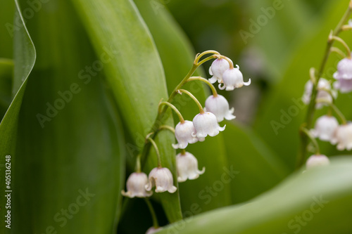 White lily of the valley flower. Detailed macro view.