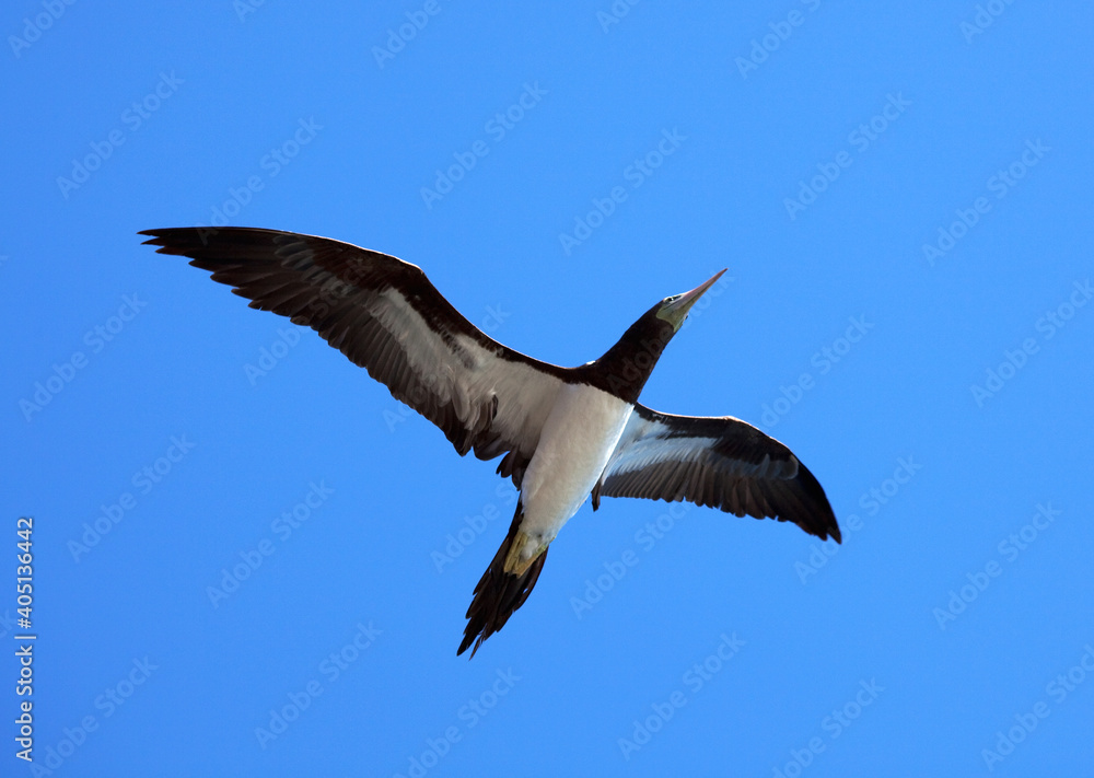 Obraz premium Brown Booby, Sula leucogaster