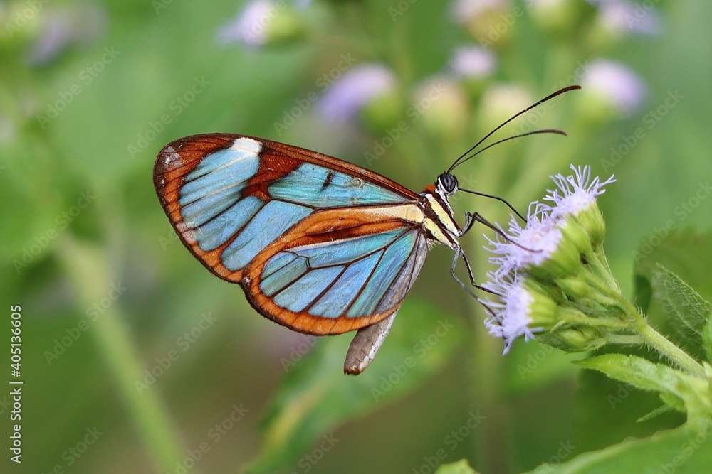 Obraz premium butterfly on leaf