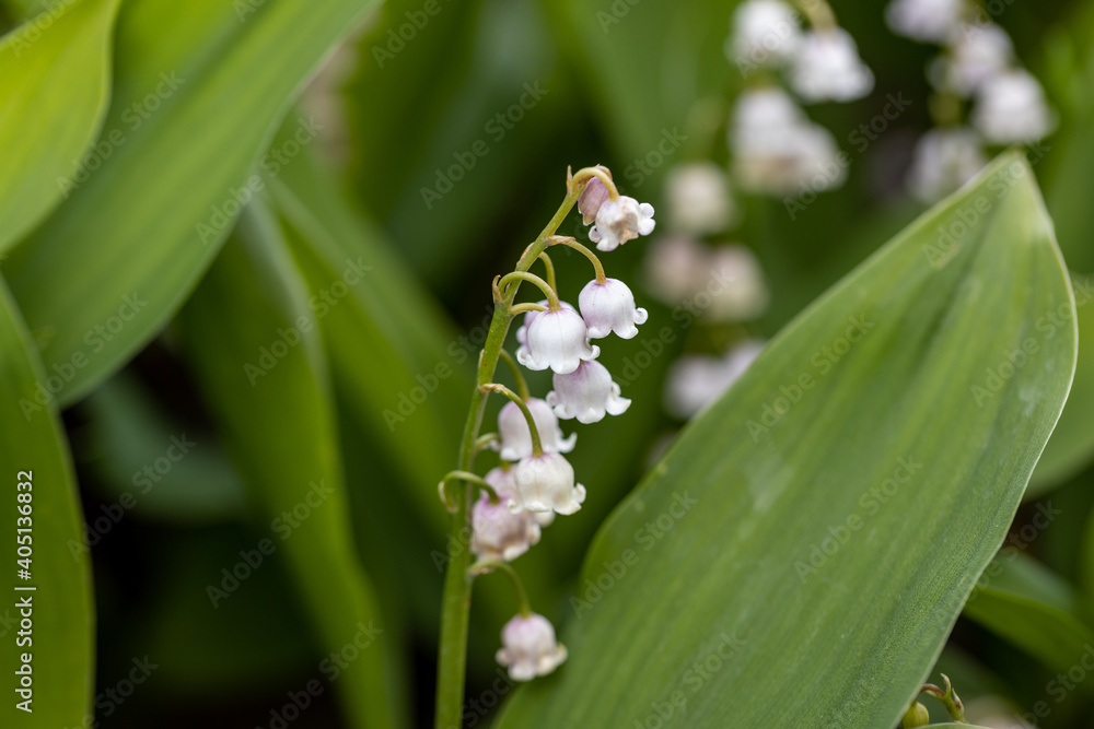 White lily of the valley flower. Detailed macro view.