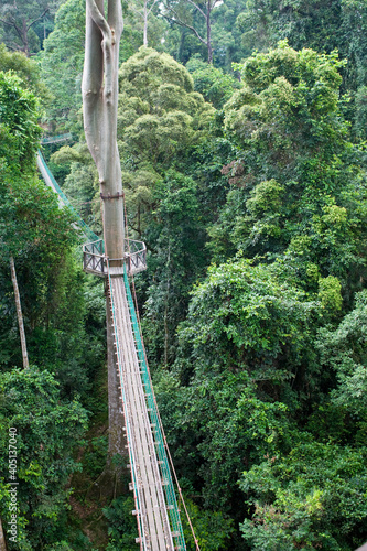 Canopy Walk Danum Valley Borneo photo