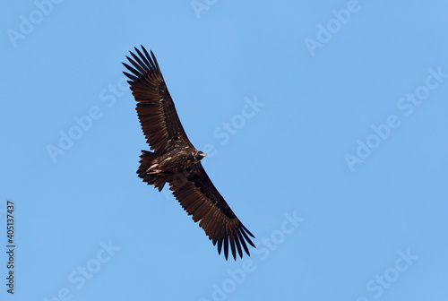 Monniksgier, Cinereous Vulture, Aegypius monachus © AGAMI