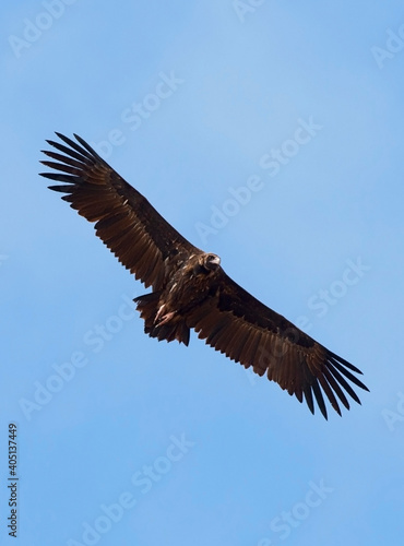 Monniksgier  Cinereous Vulture  Aegypius monachus