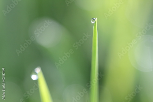 dew drops on grass © pavelpuzzle