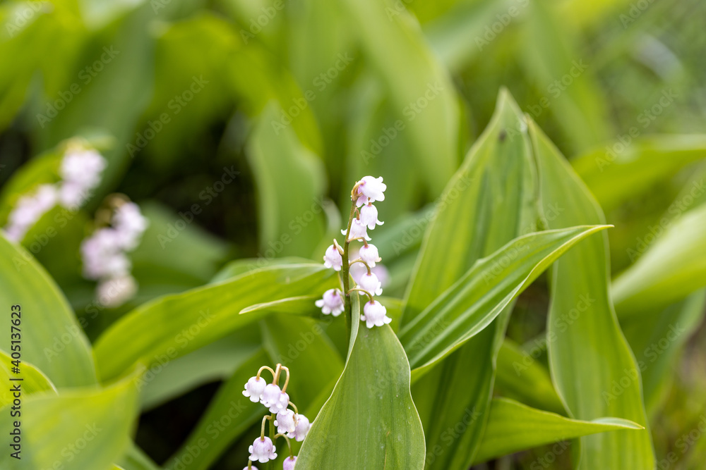 White lily of the valley flower. Detailed macro view. White lily of the valley flower. Detailed macro view.