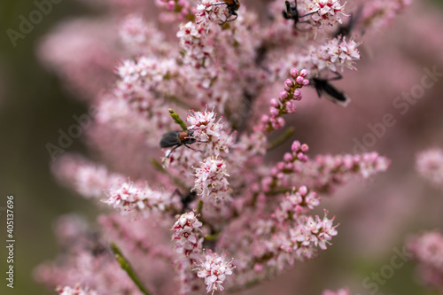 Billede på lærred Pink flowers butterfly-bush buddleja. Detailed macro view.