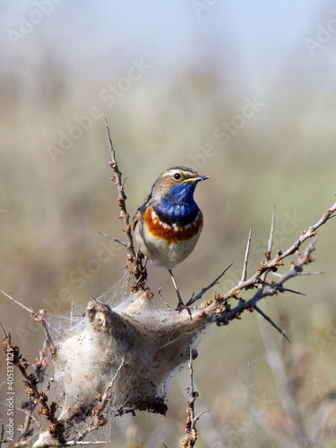 Blauwborst, White-spotted Bluethroat, Luscinia svecica photo