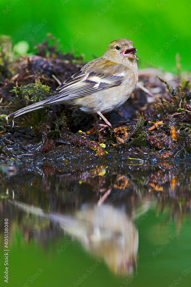 Naklejka premium Vink, Common Chaffinch, Fringilla coelebs