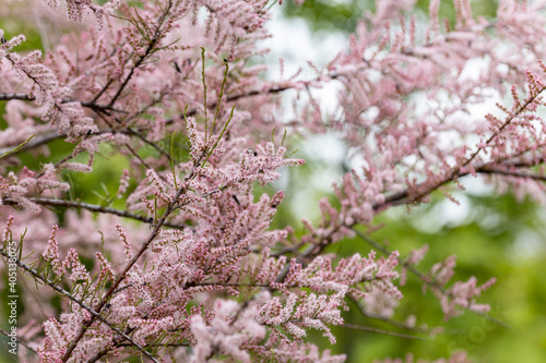 Pink flowers butterfly-bush buddleja. Detailed macro view.