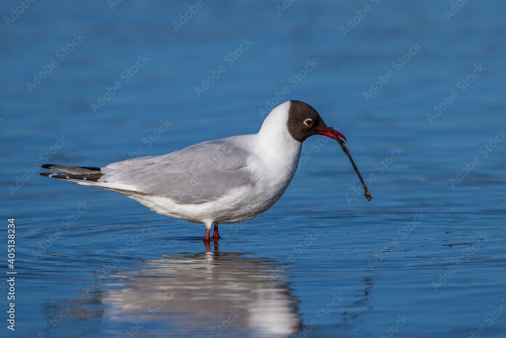 Lachmöwe (Larus ridibundus) mit Nistmaterial Lachmöwe (Larus ridibundus) mit Nistmaterial