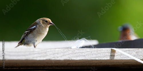 Vink, Common Chaffinch, Fringilla coelebs photo