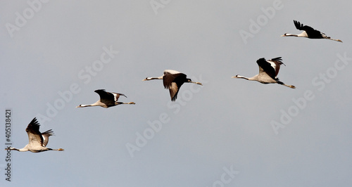 Kraanvogel, Common Crane, Grus grus photo
