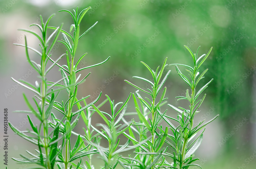Fototapeta premium Fresh Rosemary Herb grow outdoor. Fragrant herbs