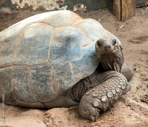 Large captive tortoise looking at the camera