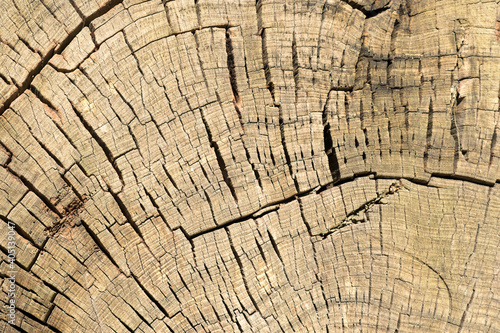 Deep cracks on a dry shrunken log