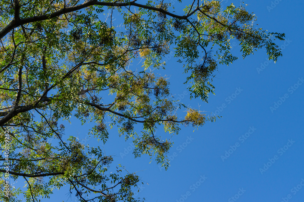 Melia azedarach or Chinaberry tree with small yellow fruits on branch. Beautiful tree of Pride of India, Persian or Indian lilac on blue sky background in Sochi city park. Place for text Melia azedarach or Chinaberry tree with small yellow fruits on branch. Beautiful tree of Pride of India, Persian or Indian lilac on blue sky background in Sochi city park. Place for text