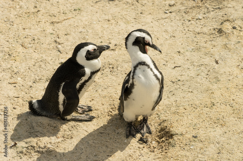 South African Penguins, relaxing in the southern sun