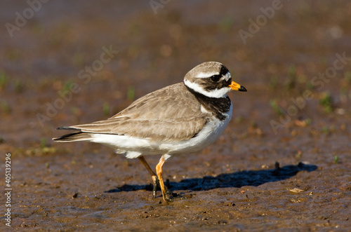 Bontbekplevier, Common Ringed Plover, Charadrius hiaticula photo