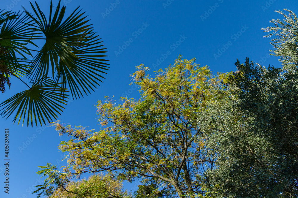 Melia azedarach or Chinaberry tree with small yellow fruits on branch. Beautiful tree of Pride of India, Persian or Indian lilac on blue sky background in Sochi city park. Place for text Melia azedarach or Chinaberry tree with small yellow fruits on branch. Beautiful tree of Pride of India, Persian or Indian lilac on blue sky background in Sochi city park. Place for text