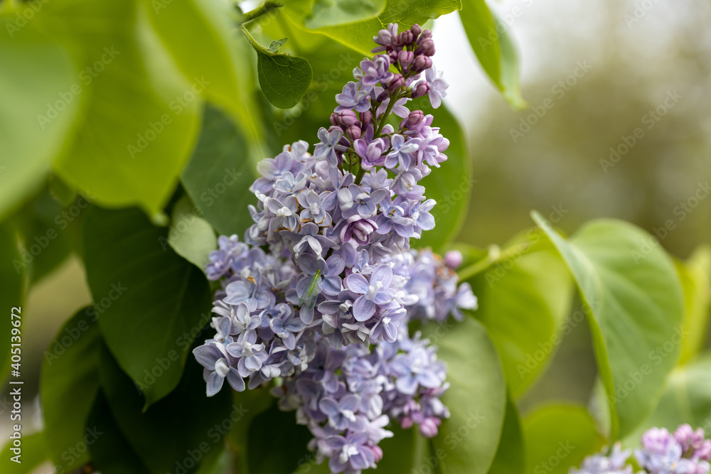 Purple lilac flower. Detailed macro view. Purple lilac flower. Detailed macro view.