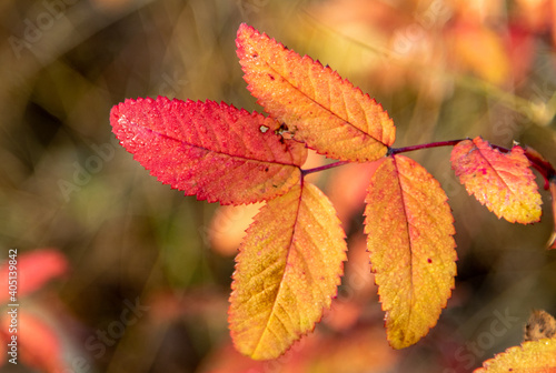 Autumn leaves in the sun. Nature, blurred background.